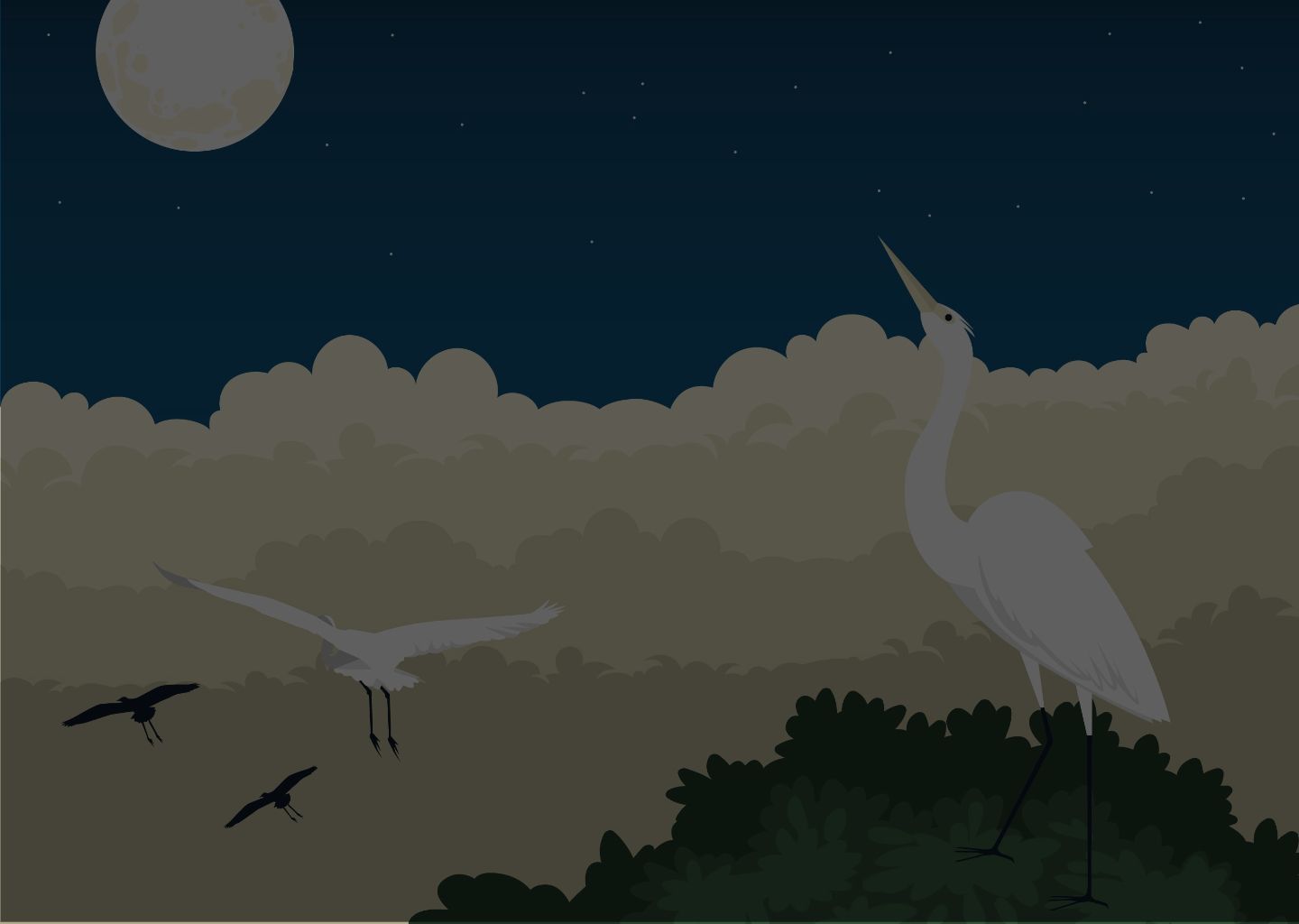 A bird is soaring through the night sky, highlighting the importance of world animal protection and why we should care.